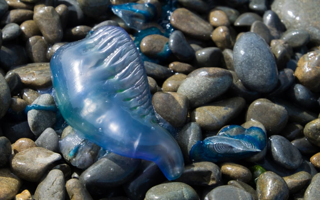 4KWXRRG_CommonBlueBottleLR_jpg.jpeg