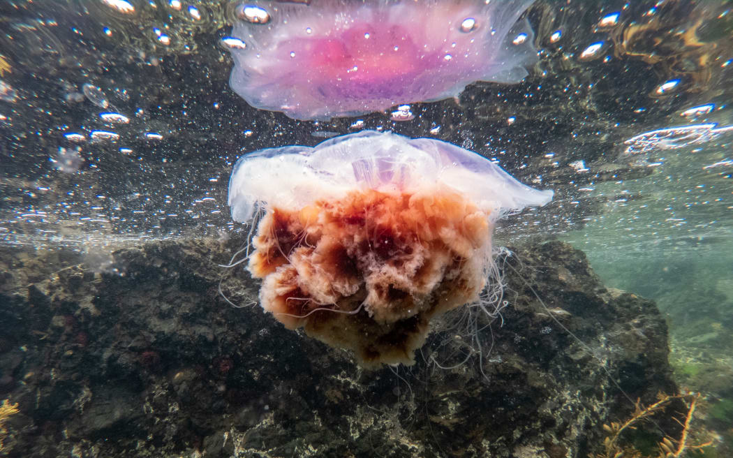4LE8YP5_2023_01_JELLYFISH_SOCIAL_young_2705_JPG_1.jpeg