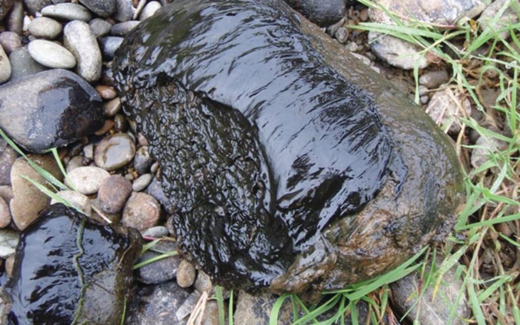 4KY0ADY_Toxic_Algae_1_jpeg.jpeg