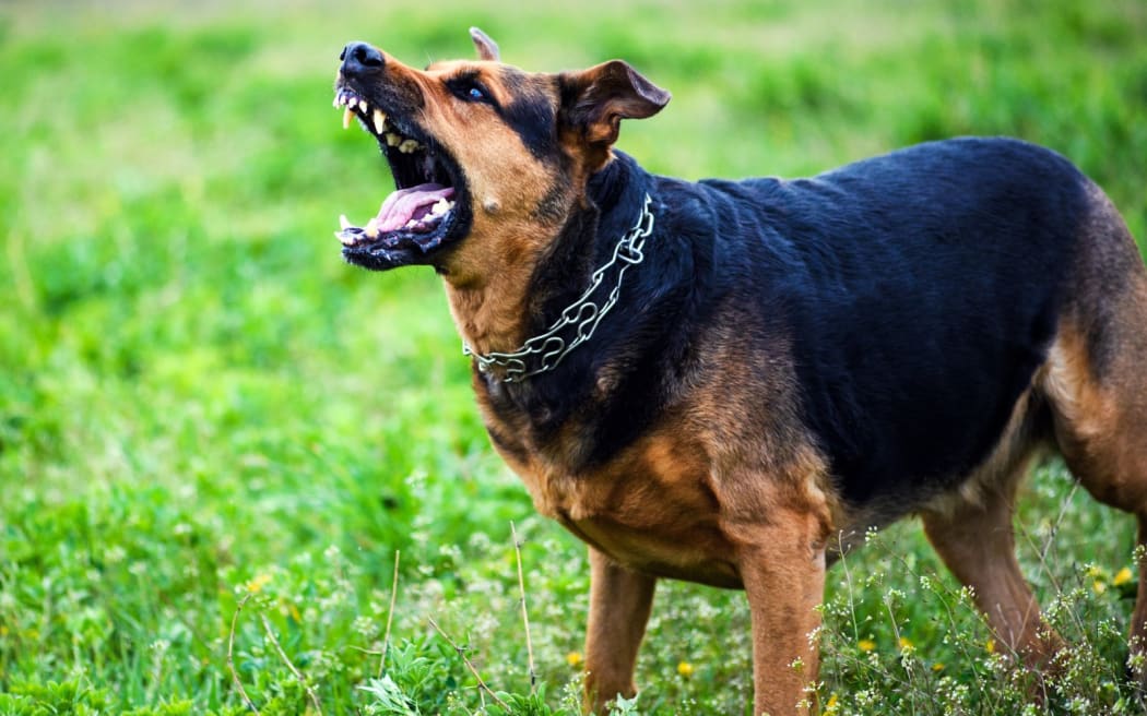 4OEDUE7_dog_attack_jpg.jpeg