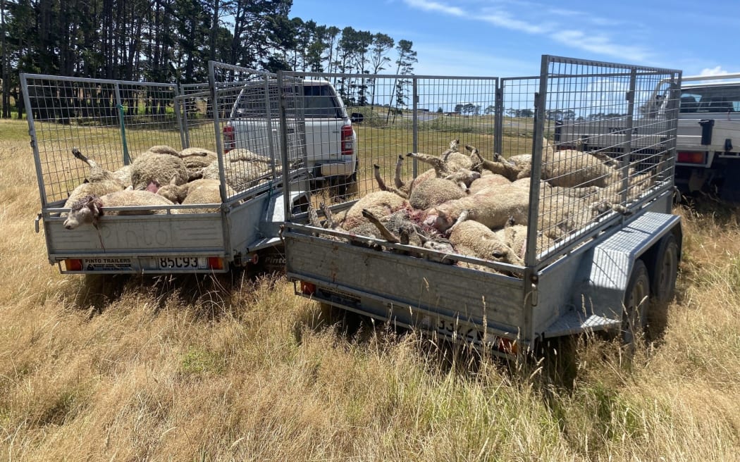 4KD4KWX_Dead_sheep_at_Puhinui_1_1_scaled_jpeg.jpeg