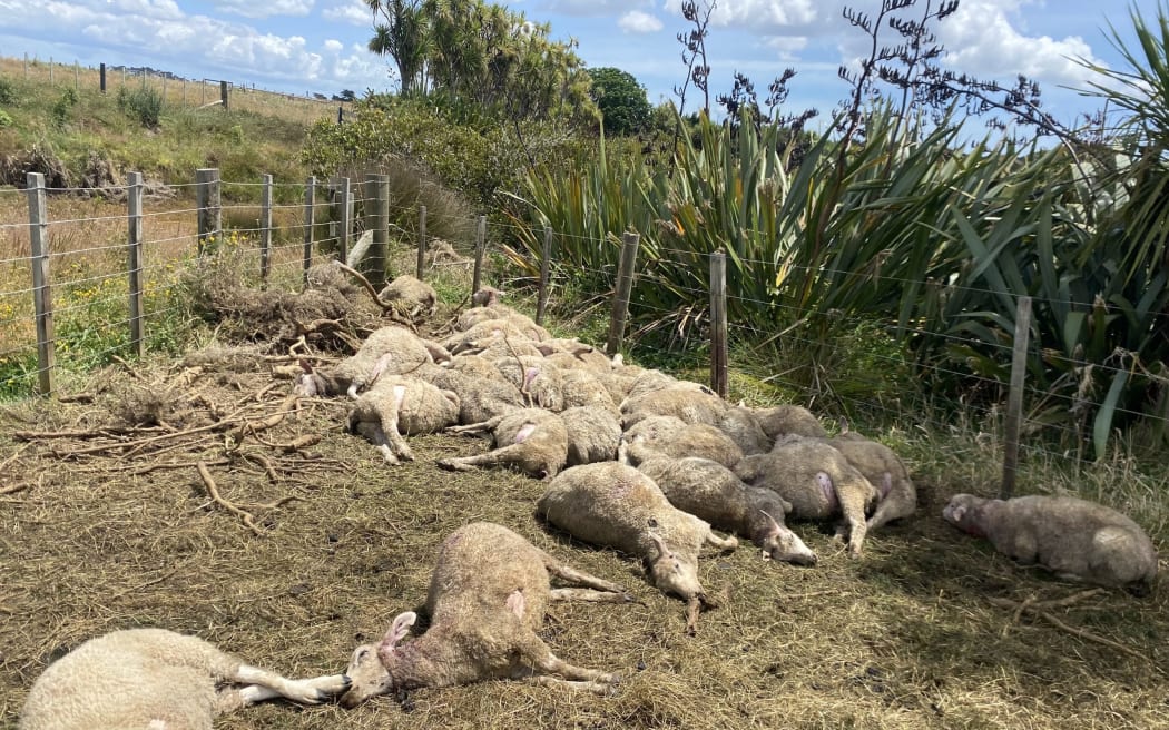 4KD4KWF_Dead_sheep_scaled_jpg.jpeg