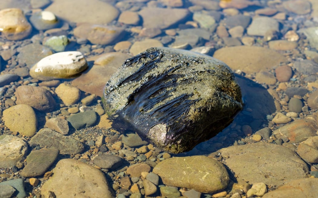 4NH4FTP_Toxic_Algae_jpg.jpeg