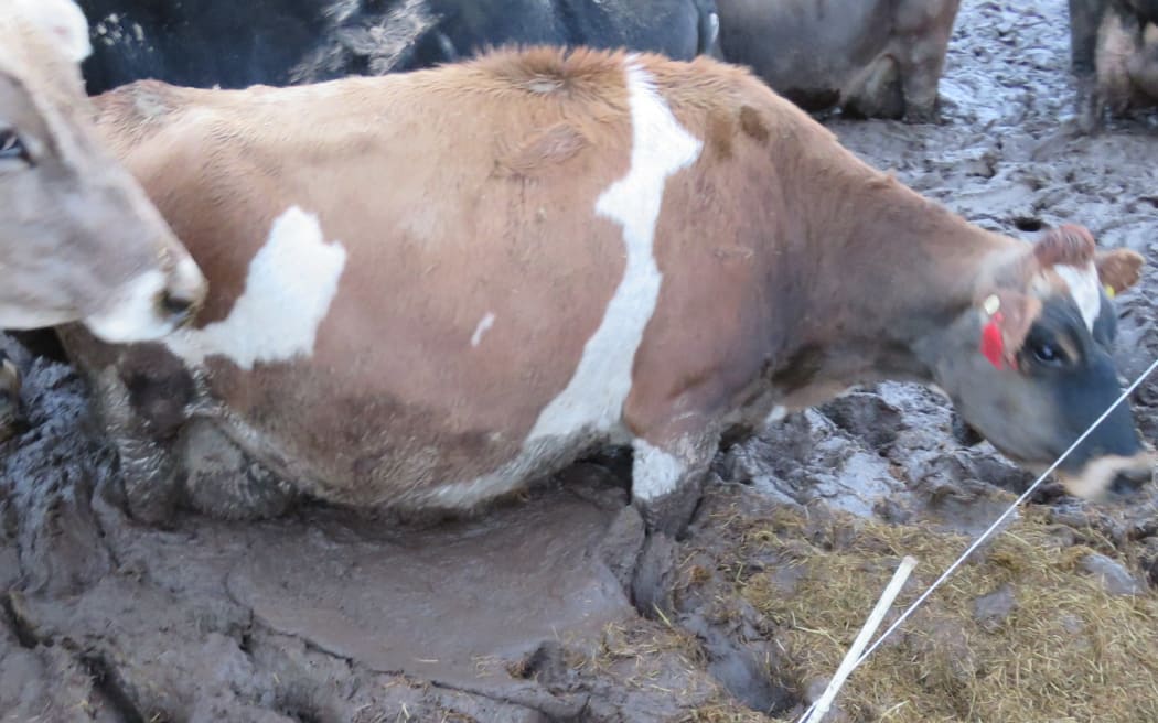 4M7H57Z_Cows_in_mud_at_Southland_farm_two_JPG.jpeg