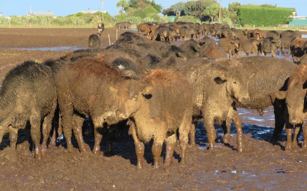 4M7HLV9_Cows_caked_in_mud_at_Southland_property_JPG.jpeg