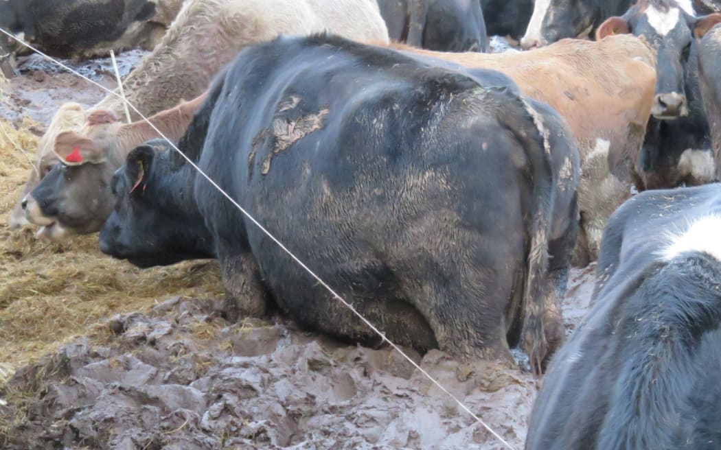 4M7H59F_Cows_in_mud_at_Southland_farm_one_JPG.jpeg