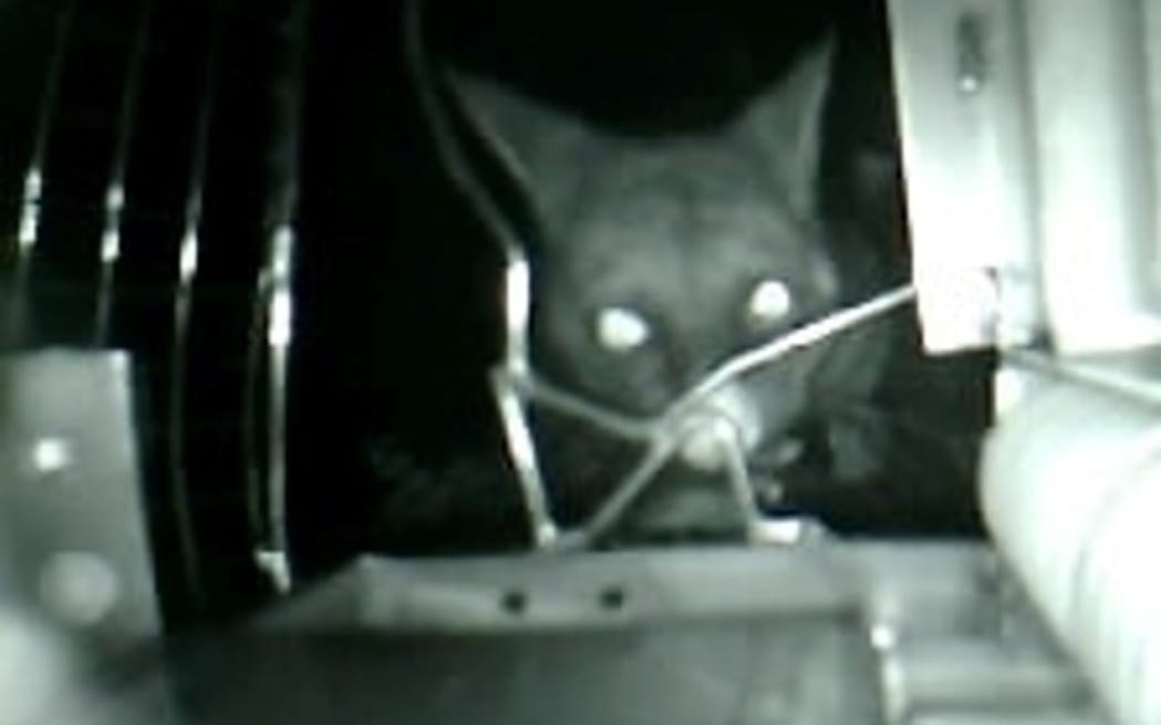 4KCQBY1_A_possum_viewed_through_the_lens_of_the_NZ_Auto_Traps_trap_Supplied_jpg.jpeg