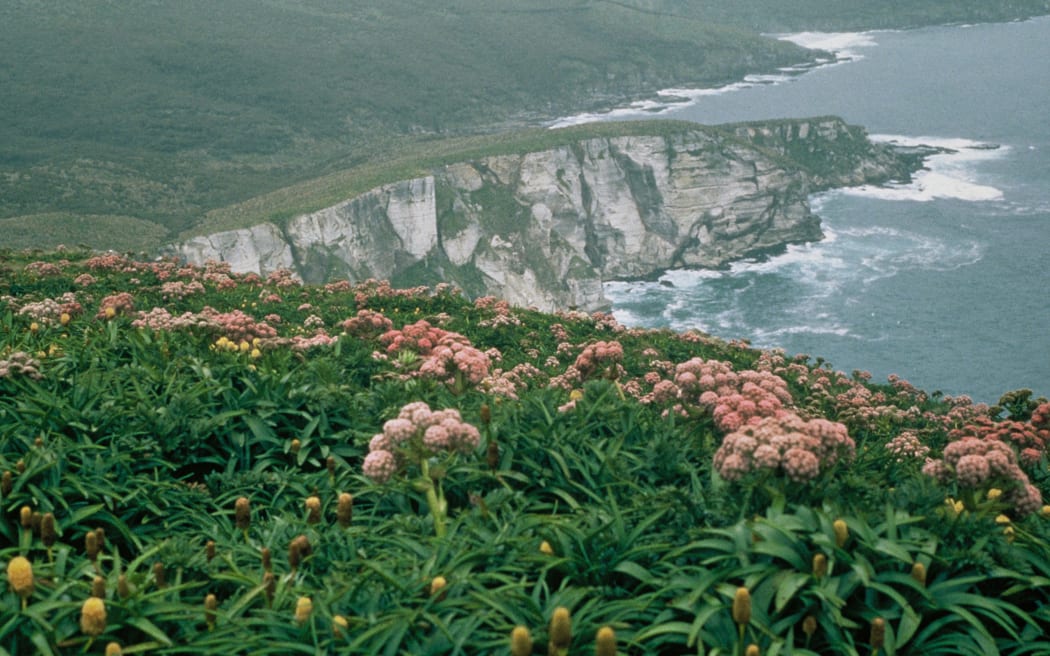 4KCQSEP_Herb_field_on_Campbell_Island_credit_Gregory_Sherley_jpg.jpeg