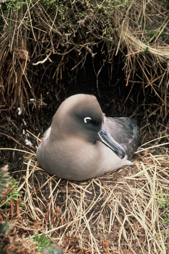 6DOHPA0_Light_mantled_sooty_albatross_credit_DOC_jpg.jpeg