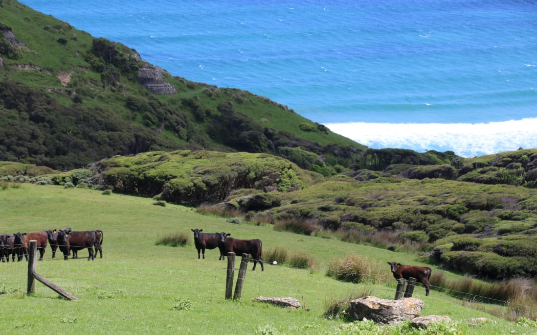 4MFFYHS_Cattle_graze_near_the_rugged_coastline_JPG.jpeg