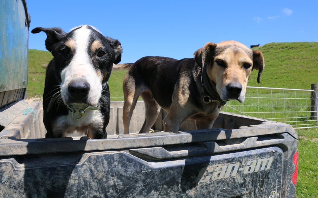 4MFFQBE_There_are_several_farm_dogs_at_Kaihoka_These_two_can_t_wait_to_get_to_wo.jpeg