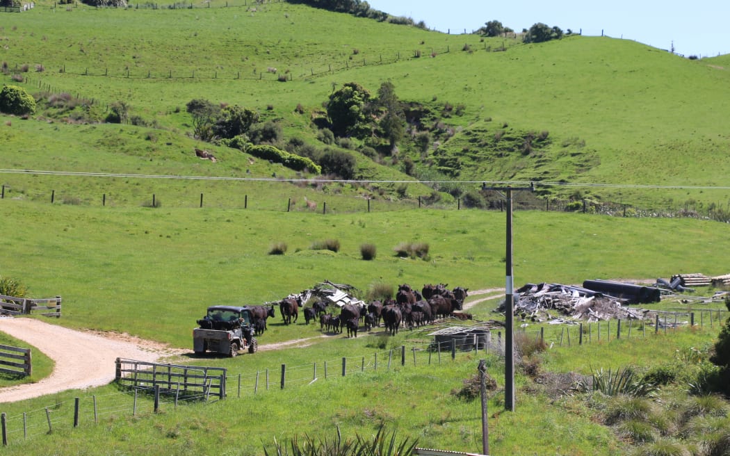 4MFFP57_Moving_a_herd_of_cattle_at_Kaihoka_JPG.jpeg
