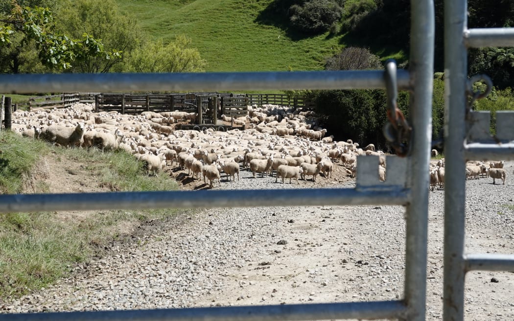 4KY4DVX_EC_sheep_JPG.jpeg