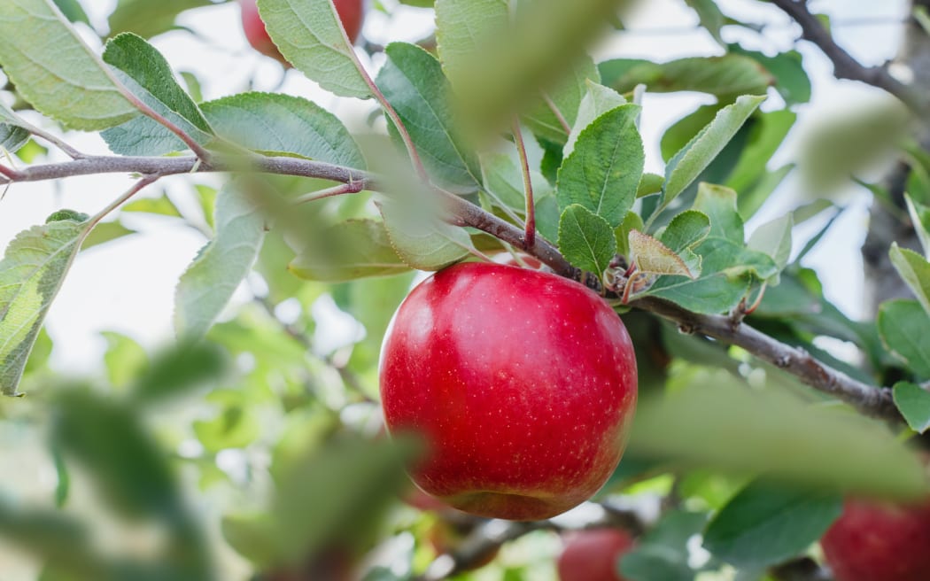 4KCTKG1_JOLI_orchard_photo_jpg.jpeg