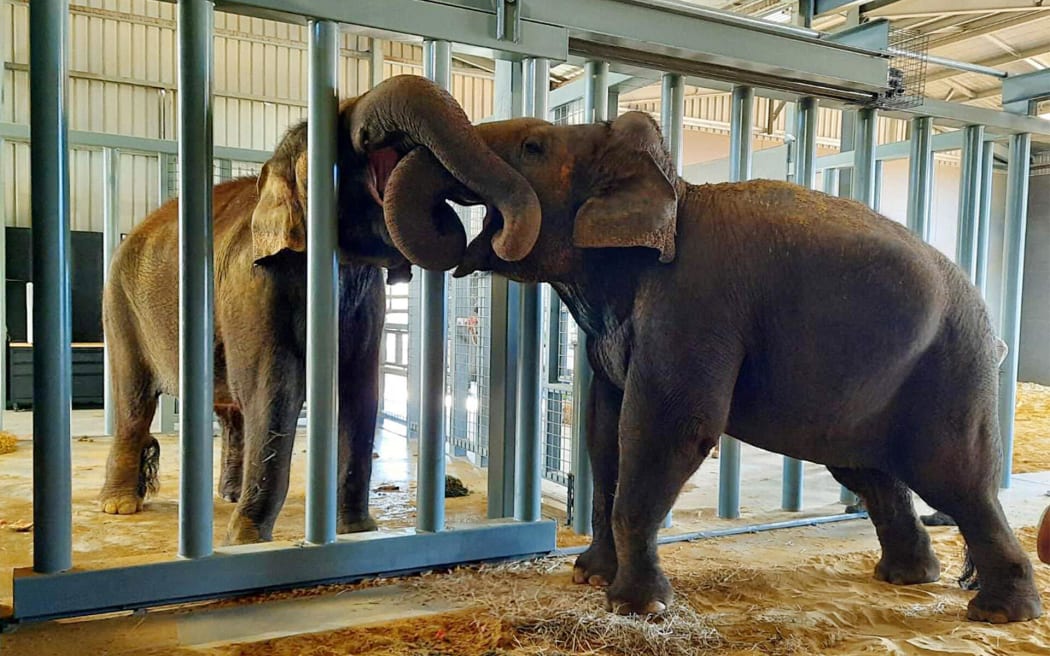 4KCPIC0_elephant_burma_meets_permai_jpg.jpeg