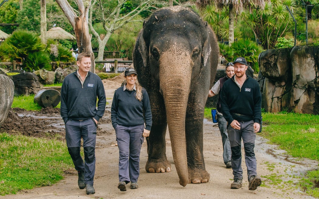 4KCPIC0_asian_elephant_burma_with_elephant_team_leader_andrew_coers_and_elephant.jpeg