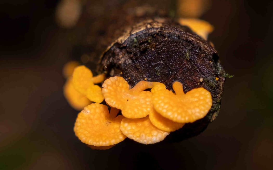 4L8K4GO_Orange_pore_fungus_Favolaschia_calocera_jpg.jpeg