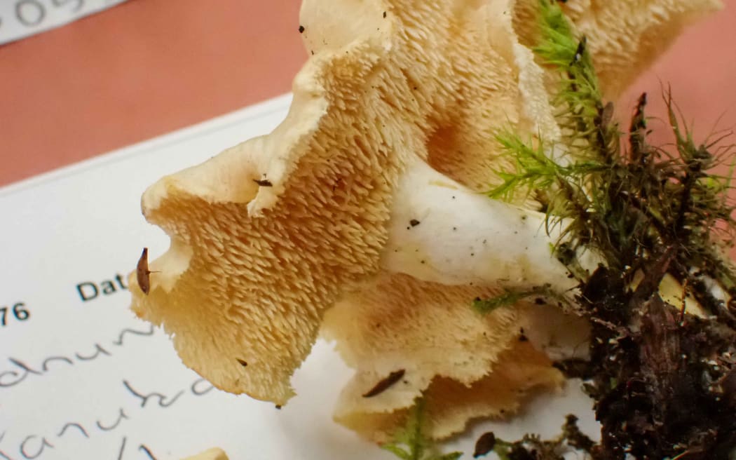 4L8LO83_On_the_specimen_table_at_the_Fungal_Foray_jpg.jpeg