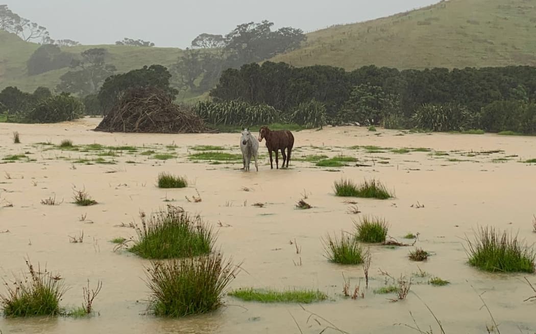 4JUM56B_horses_flooding_jpeg.jpeg