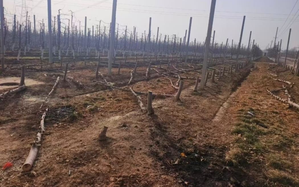 4JTHGTS_Illegal_Scilate_apple_trees_have_been_destroyed_in_a_Gansu_province_orch.jpeg