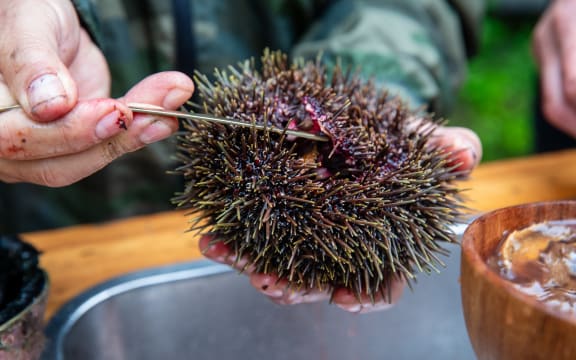 4JXPQ19_Foraging_8_jpg.jpeg