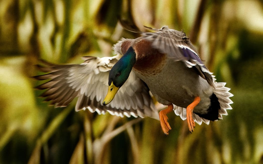 4KQPV60_David_Towgood_Mallard__FocusFillWyIwLjAwIiwiMC4wMCIsODUwLDU2MF0_jpg.jpeg